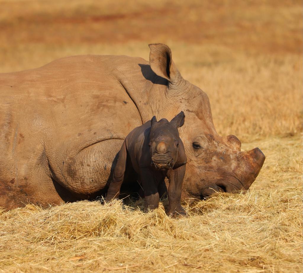 Ein ausgewachsenes Nashorn liegt längsseitig auf dem trockenen Gras in der südafrikanischen Savanne. Vor ihm steht ein junges Baby-Nashorn, das in die Kamera schaut.
