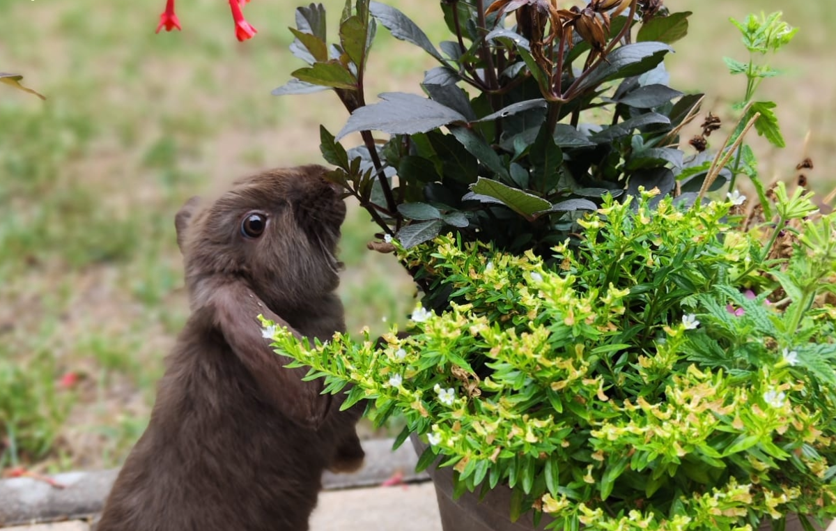 Der Osterhase steht in den Startlöchern!