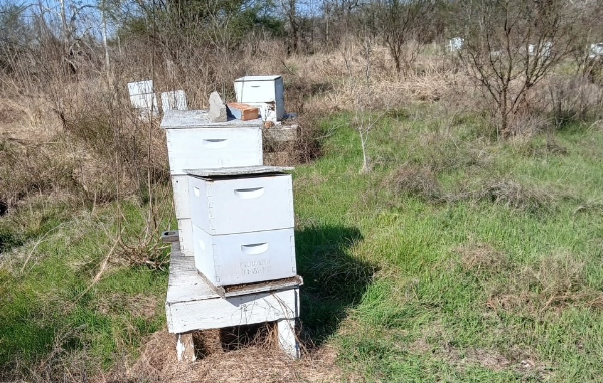 Weltbienentag: Eine Rettung mit Happy End