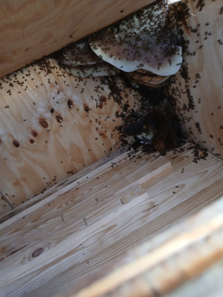Weltbienentag: Blick in das Innere der Kiste, in welcher sich das Bienenvolk befand.